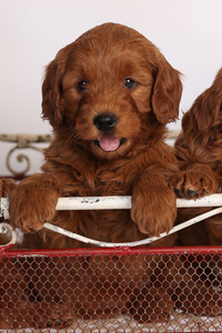 F1 Mini Goldendoodle